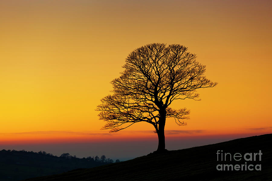 Lone winter tree at Sunset Photograph by Neale And Judith Clark