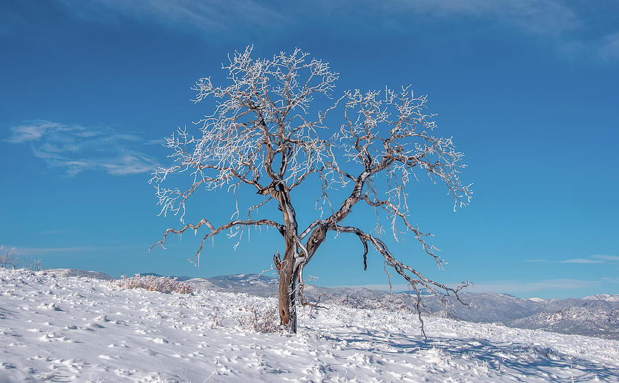 Lone Winter Tree Photograph by Gerald DeBoer