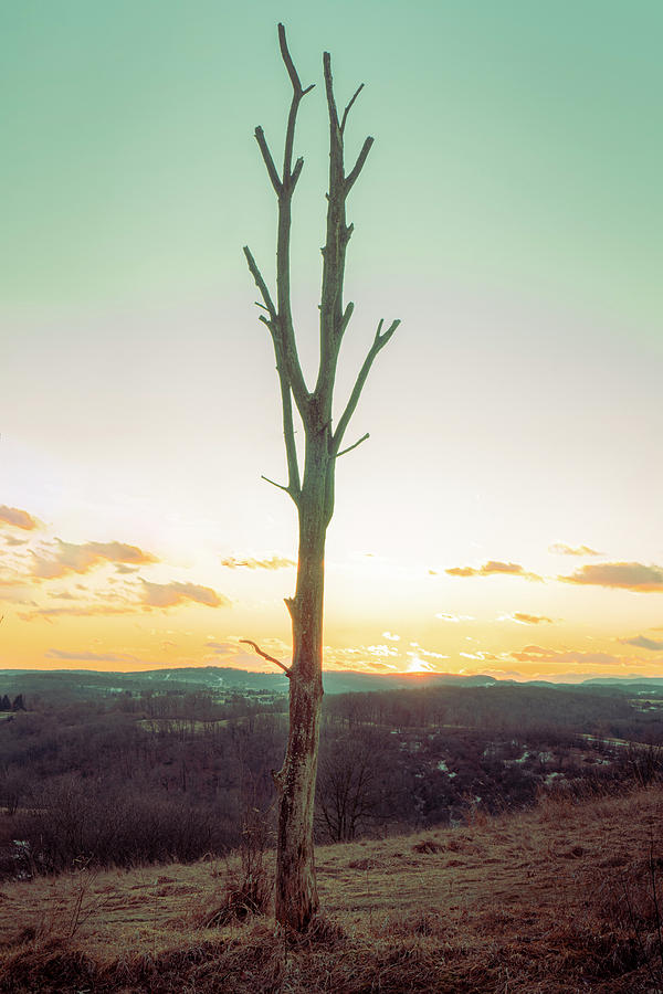 Lone Winter Tree - Trexler Nature Preserve Photograph by Jason Fink