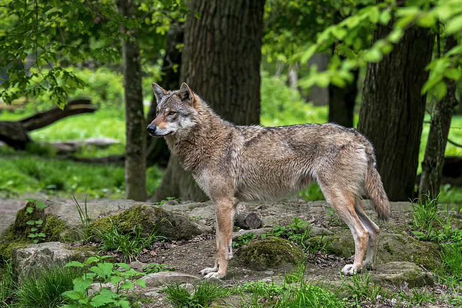 Lone Wolf in Woodland Photograph by Arterra Picture Library