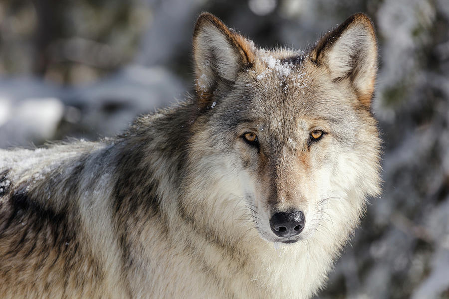 Lone Wolf, Yellowstone National Park Photograph by The Yellowstone Collection Lone Wolf, Yellowstone National Park Photograph by The Yellowstone Collection