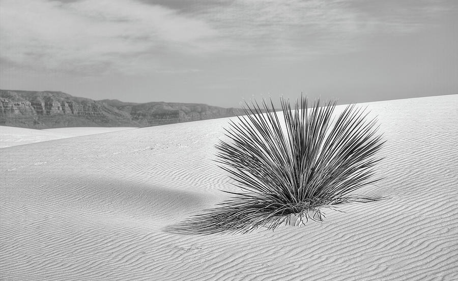 Lone Yucca Black and White Photograph by JC Findley