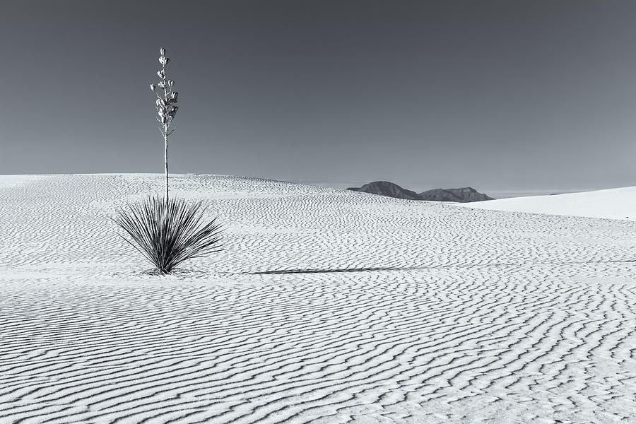 Lone Yucca Bw Photograph by Jonathan Nguyen