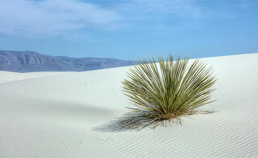Lone Yucca in White Sands New Mexico Photograph by JC Findley