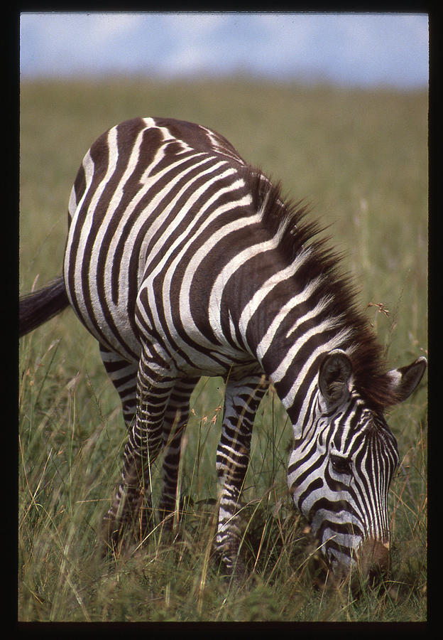 Lone Zebra Eating grass Photograph by Russ Considine