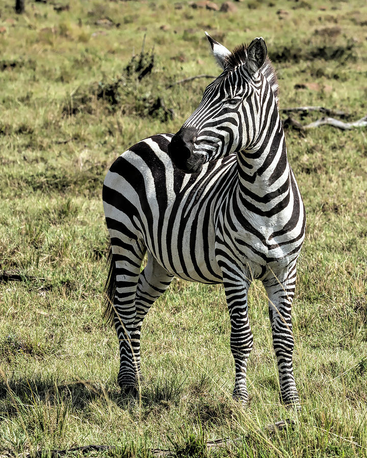 Lone Zebra on the Masai Mara Photograph by Lindley Johnson