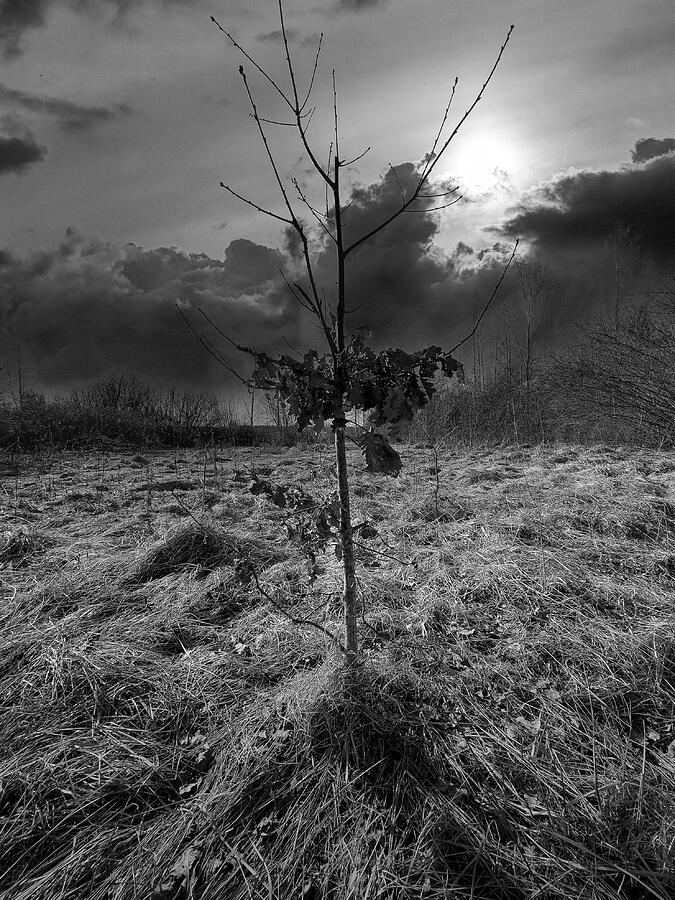 Loneliness And Proudness Of The Tree Jurmala Photograph by Aleksandrs Drozdovs