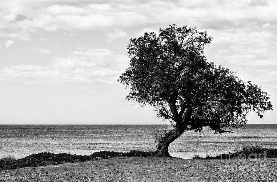 Summer Photograph - A lonely tree near the sea in Crete, Greece by Babis Beslemes