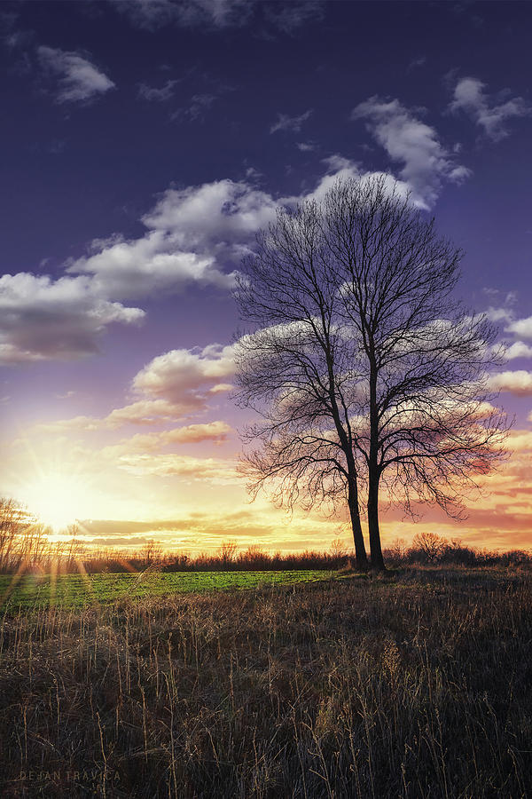 Lonely bare tree at sunset Photograph by Dejan Travica - Fine Art America