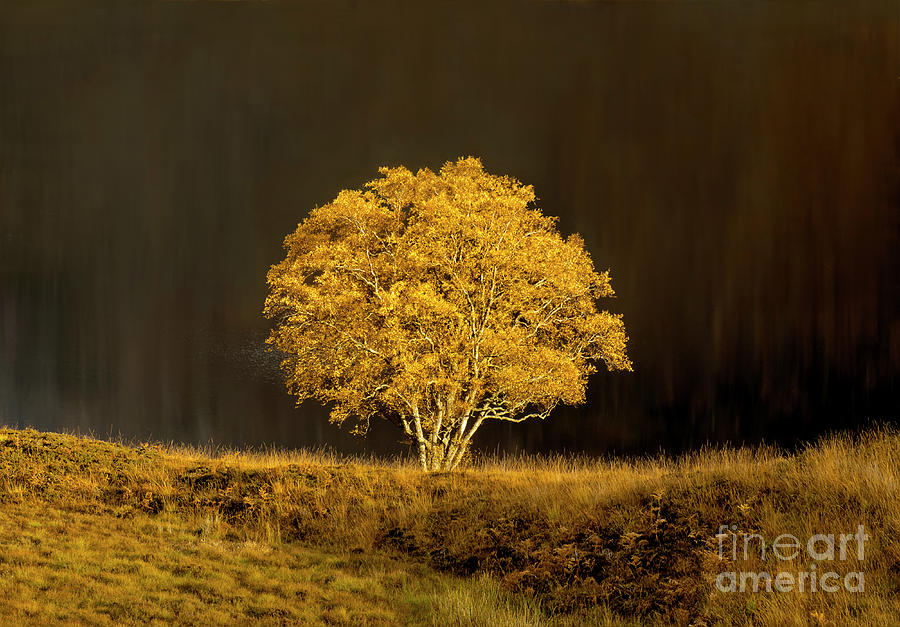 LONELY BEAUTY, GOLDEN AUTUMN TREE, dark water of the river played effective background, SCOTLAND Photograph by Tatiana Bogracheva