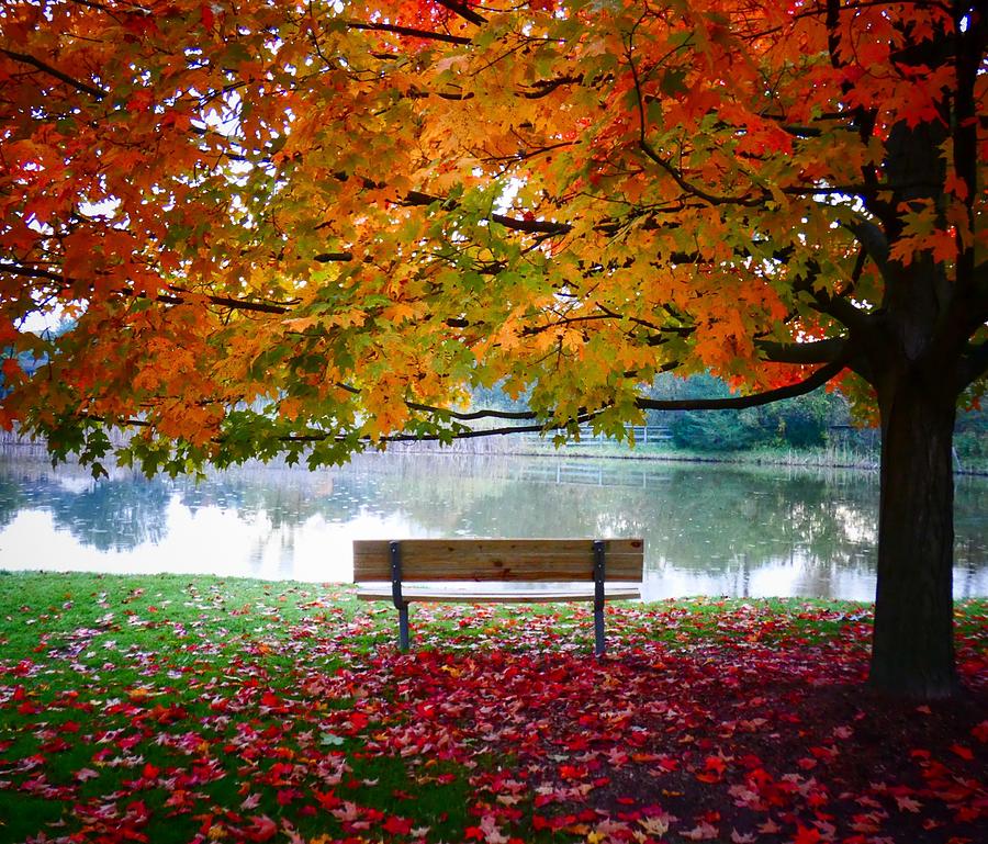 Lonely Bench in the Fall Photograph by Karen Kessler - Fine Art America