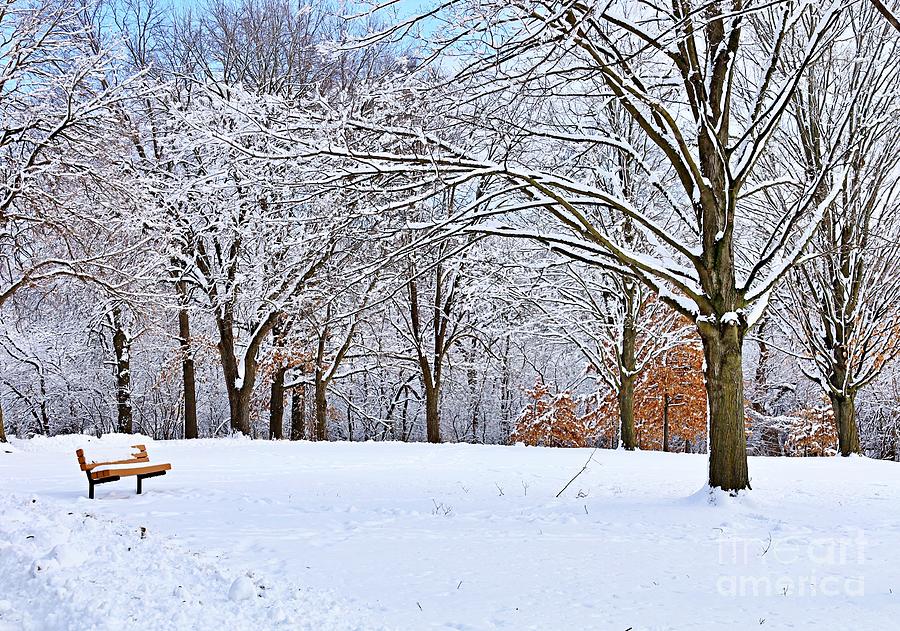 Winter Photograph - Lonely Bench in the Snowy Park by Martha Sherman