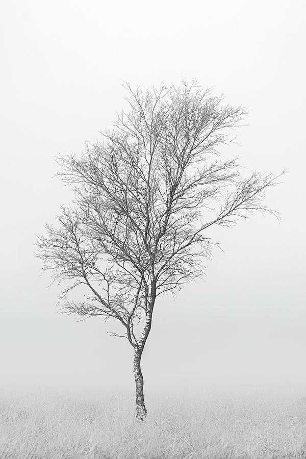 Lonely birch tree surrounded by fog Photograph by Patrick Van Os