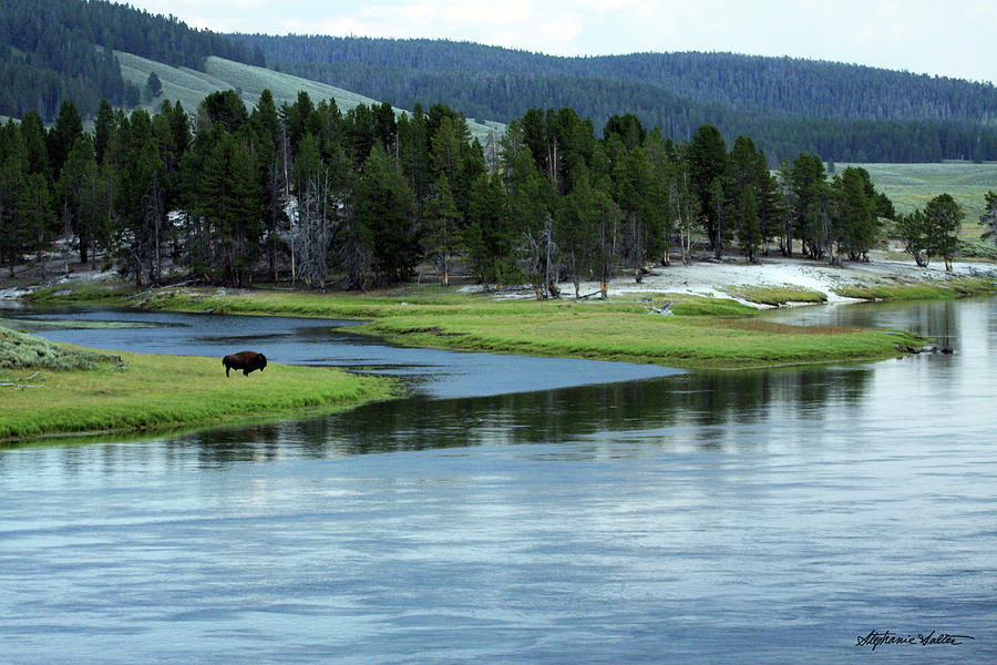Lonely Bison, Hayden Valley, Yellowstone N.P. Photograph by Stephanie Salter