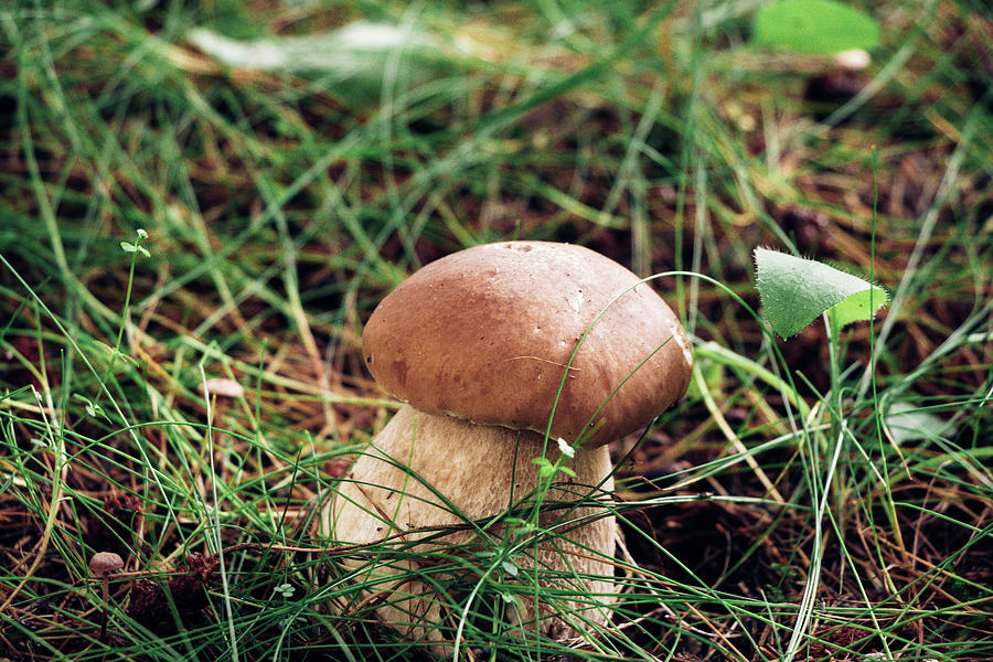 Lonely Boletus edulis in beautiful wet grass in the sunshine. A healthy leg and a healthy brown hat predetermine a delicious dinner. Cep, penny bun, porcino same fungus Photograph by Vaclav Sonnek