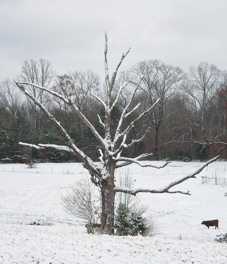 Lonely Cow in the Winter Snow Photograph by Douglas Barnett