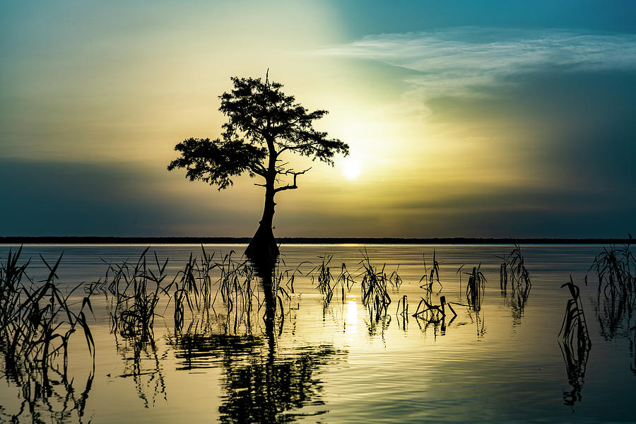 Lonely Cypress Photograph by Todd Tucker