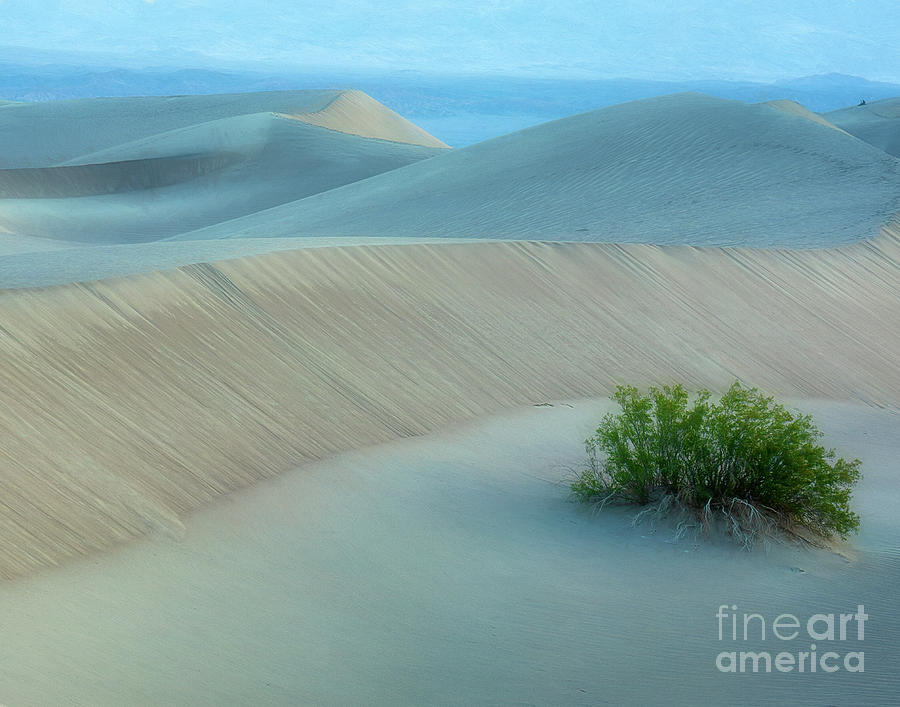 Lonely dunes Photograph by Izet Kapetanovic