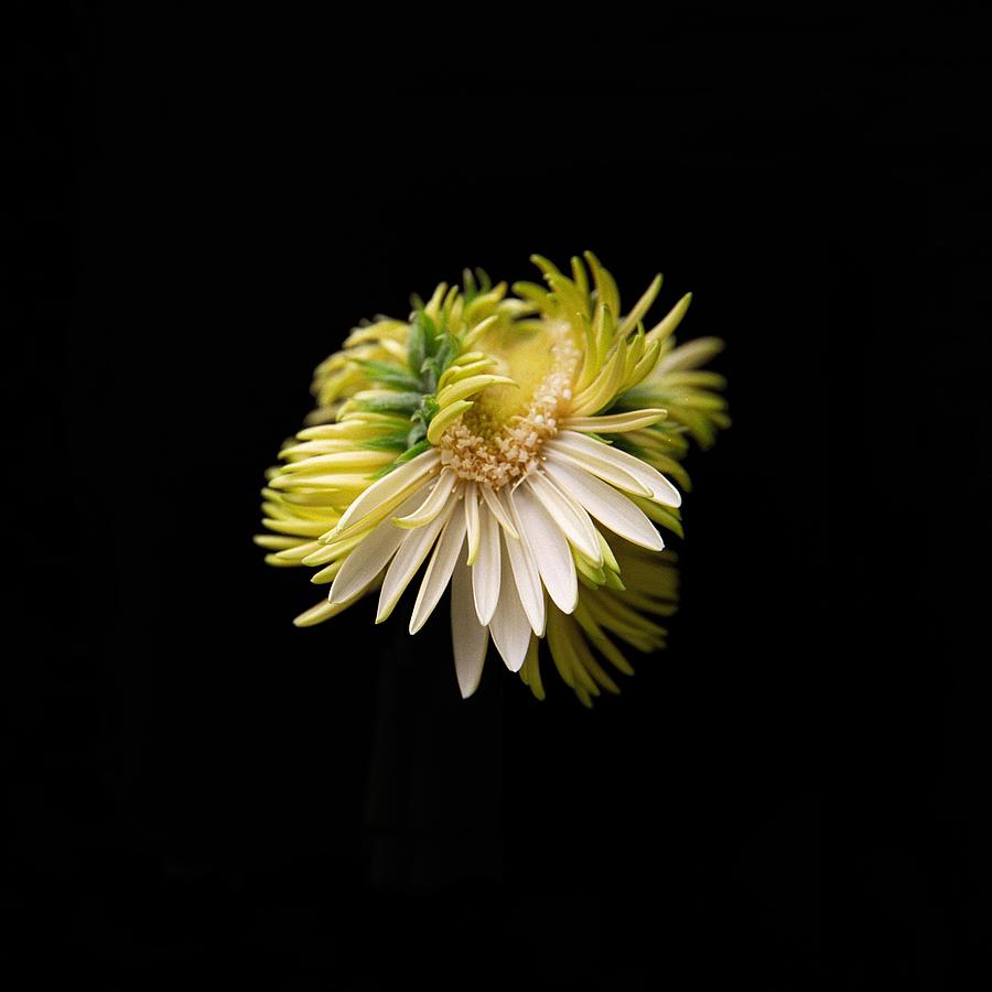 Lonely Flower Photograph by Valerie Brown