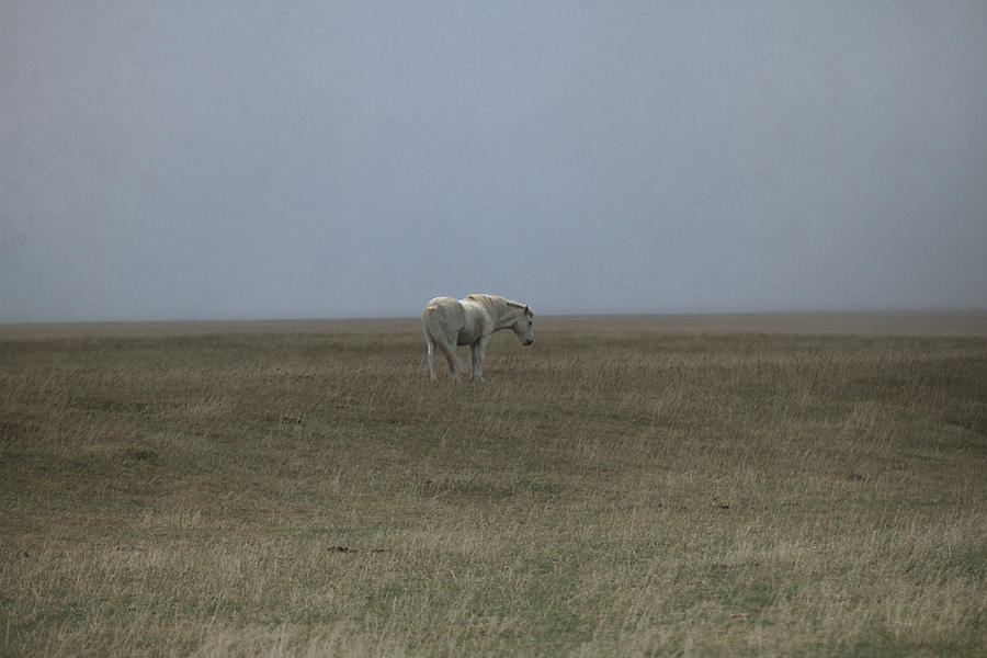 Lonely horse Photograph by Sverrir Thorolfsson Iceland