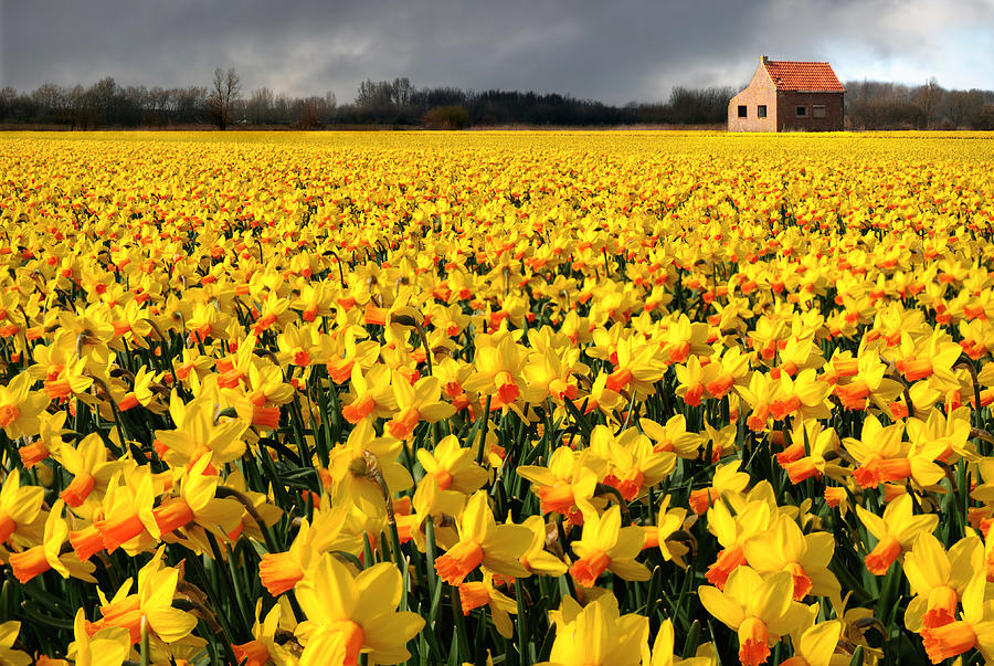 Lonely House In Flower Field, Just Before The Rain Starts Photograph by Hans-Martens
