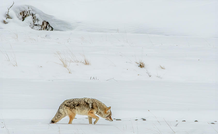 Lonely Hunter, Yellowstone National Park in Winter Photograph by Marcy Wielfaert