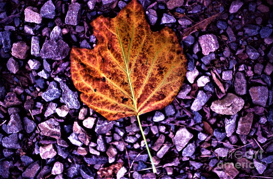 Lonely Leaf Photograph by Don Struke