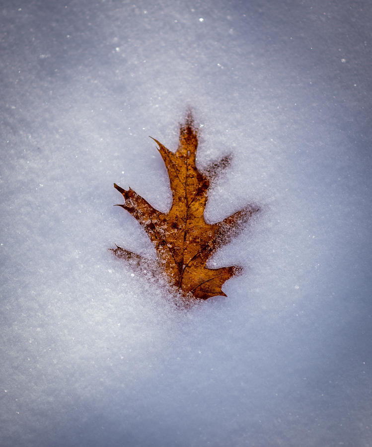 Lonely Leaf Photograph by Evan Foster