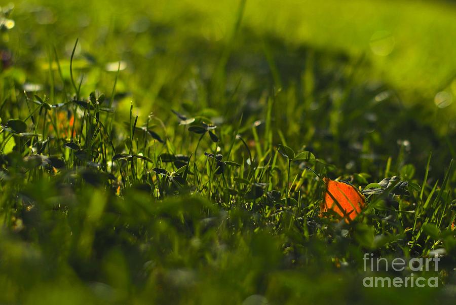 Lonely Leaf Photograph