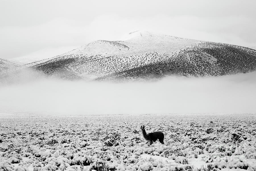 Lonely llama crossing the Bolivian altiplano in winter Photograph by James Brunker