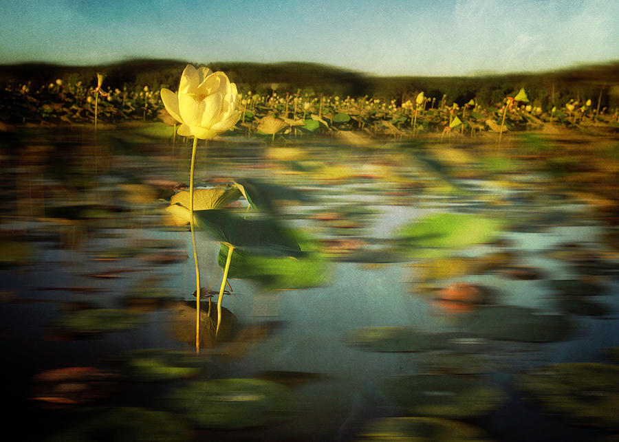 Lonely Lotus  Photograph by Rosette Doyle