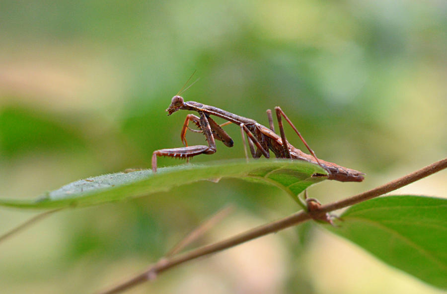 Lonely Mantis Photograph by Ally White