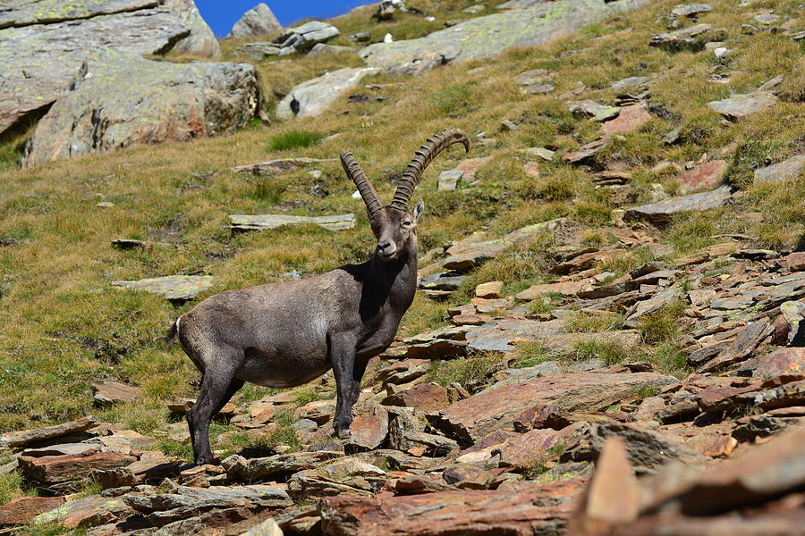Lonely mighty male Alpine ibex Photograph by Michele DAmico supersky77