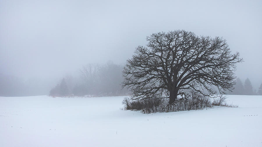 Lonely Oak Photograph by Mike Brickl - Fine Art America