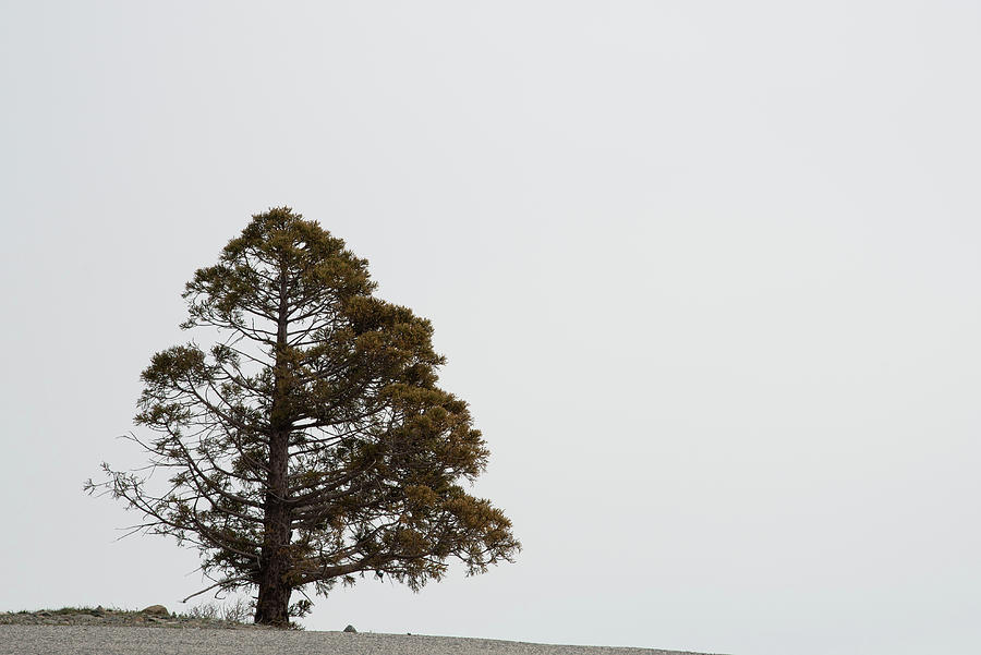 Lonely pine coniferous tree in forest isolated on white foggy sky. White Background Photograph by Michalakis Ppalis
