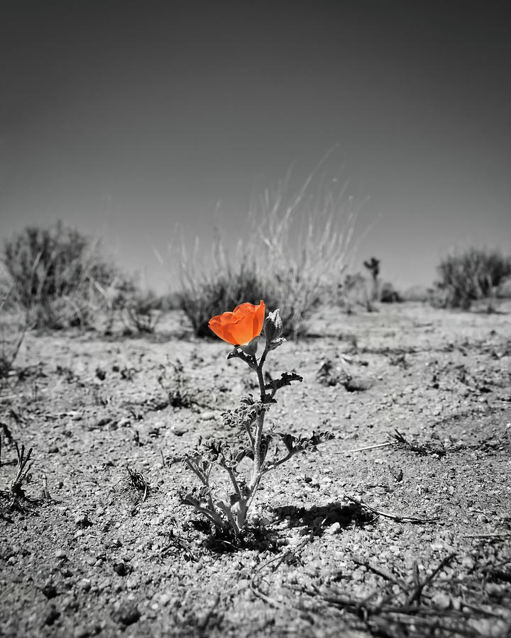 Lonely Poppy Photograph by American Landscapes