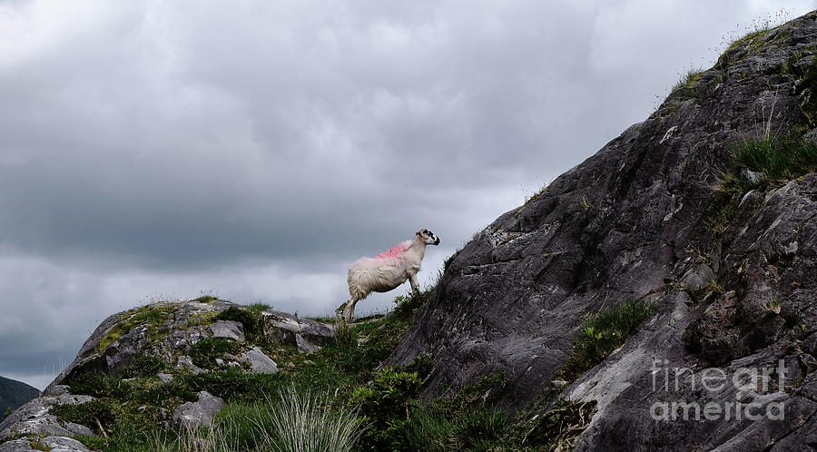 Lonely Ram On The Ridge Photograph by Lidija Ivanek - SiLa