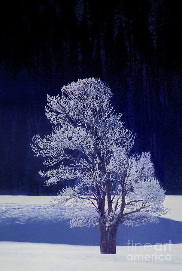 Lonely Rime Ice Covered Tree Yellowstone National Park Photograph by Dave Welling