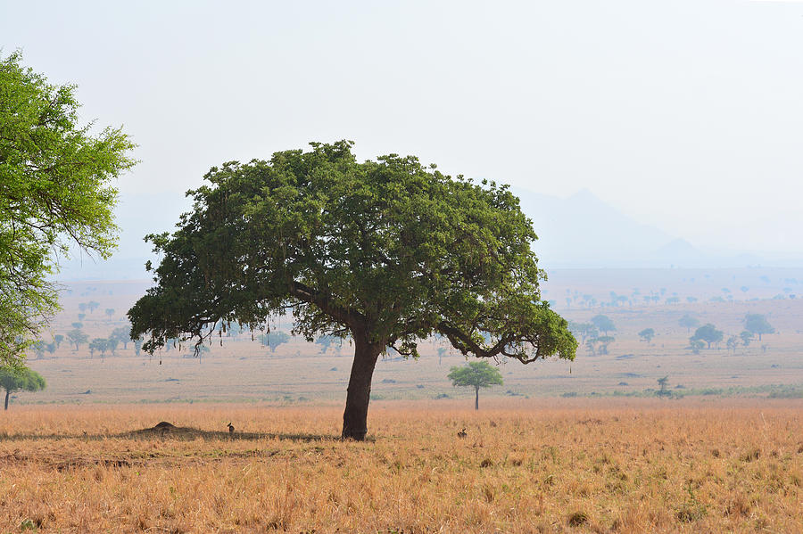Lonely sausage tree in the dry savannah Photograph by Michele DAmico supersky77