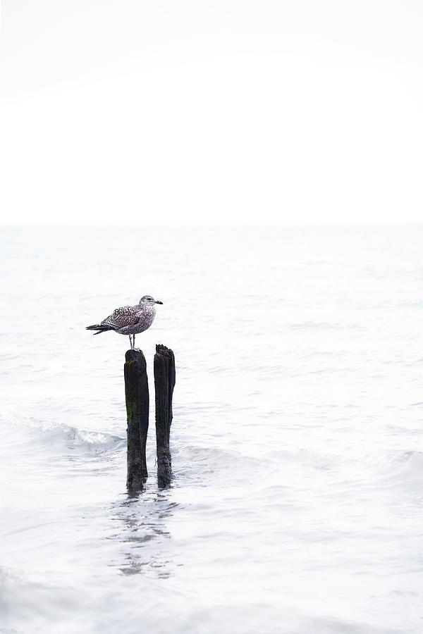 Seagull Photograph - Lonely Seagul by Sabine Schiebofski