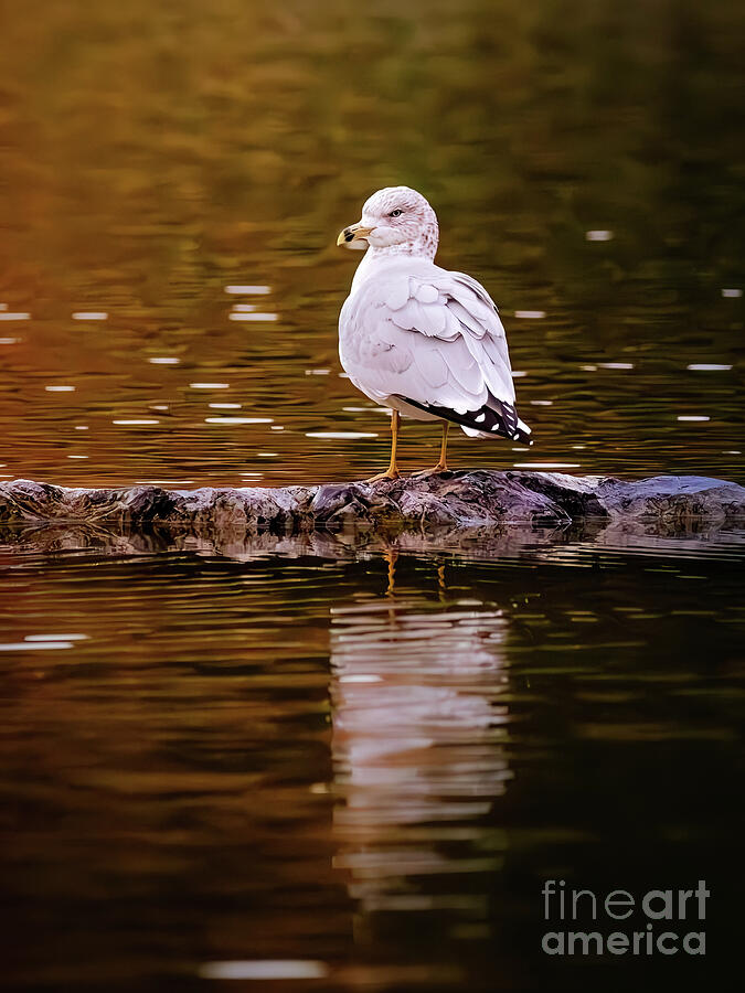 Lonely Seagull Photograph by Thomas Nay Lonely Seagull Photograph by Thomas Nay