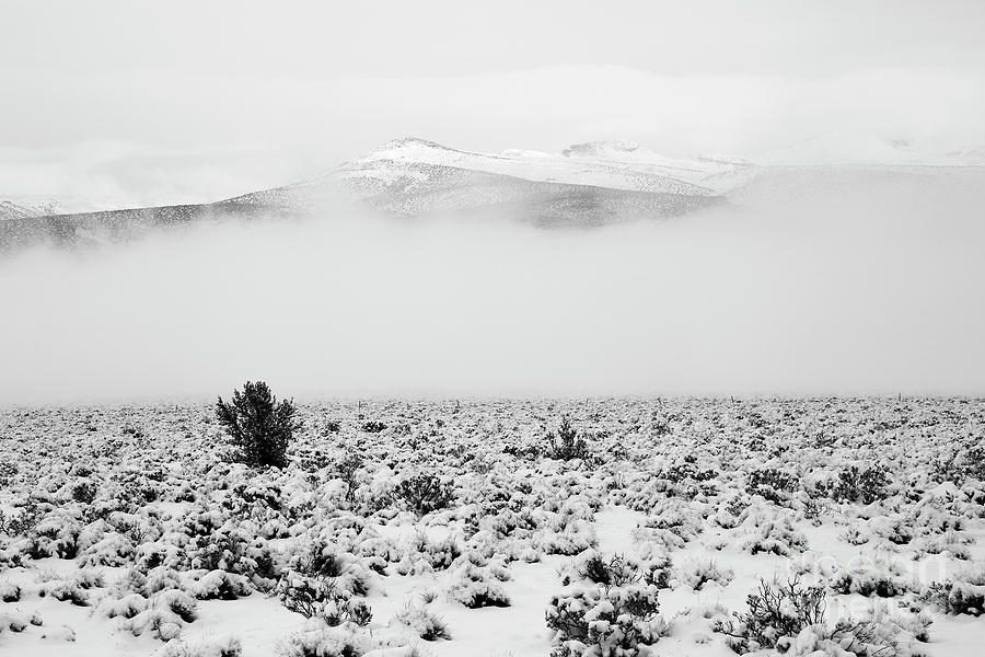 Lonely shrub in the Bolivian altiplano in winter Photograph by James Brunker