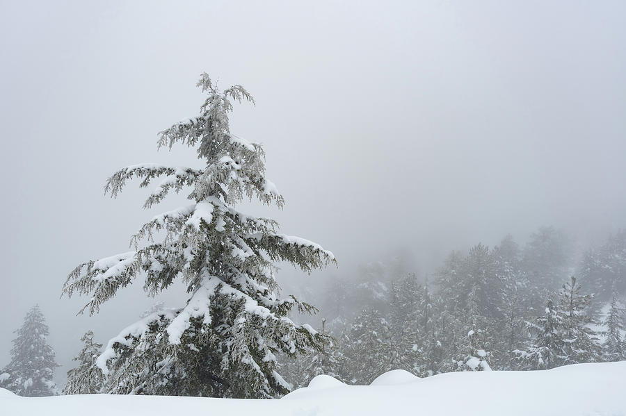 Lonely snow covered pine tree in the mountain in winter. Mist at the forest wintertime Photograph by Michalakis Ppalis