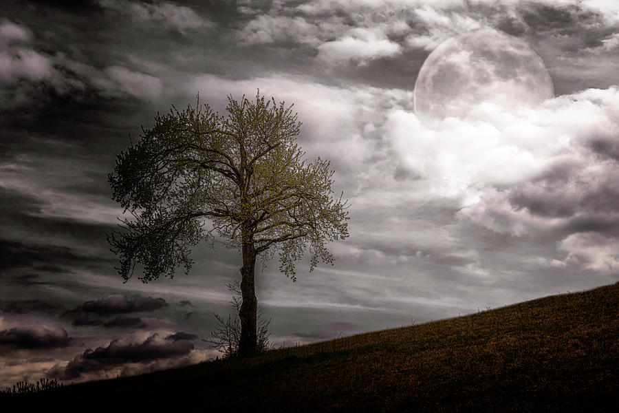 Lonely tree and the moon Photograph by Wolfgang Stocker