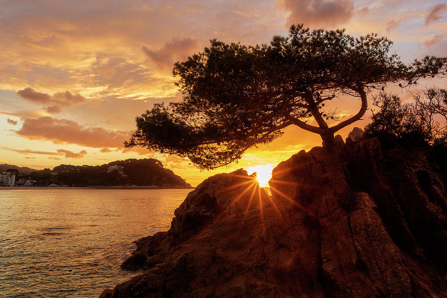 Lonely tree at sunrise on the beach of Fenals, Lloret de Mar by Vicen Photography Lonely tree at sunrise on the beach of Fenals, Lloret de Mar by Vicen Photography