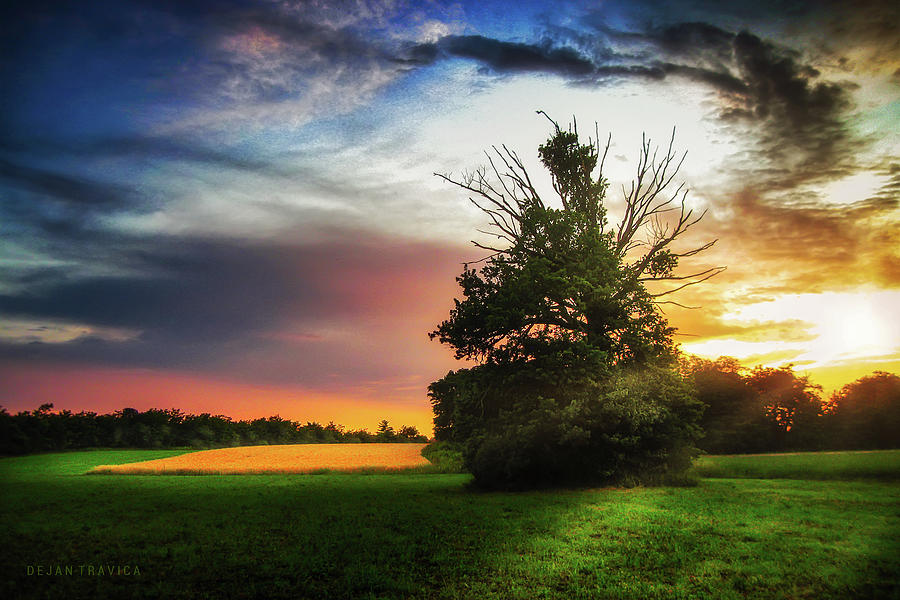 Lonely tree at sunset Photograph by Dejan Travica Lonely tree at sunset Photograph by Dejan Travica