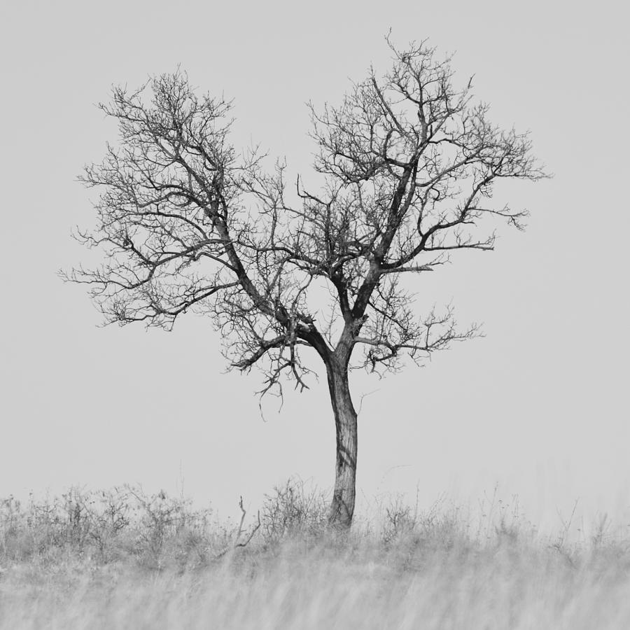 Nature Photograph - Lonely tree by Balazs Bial