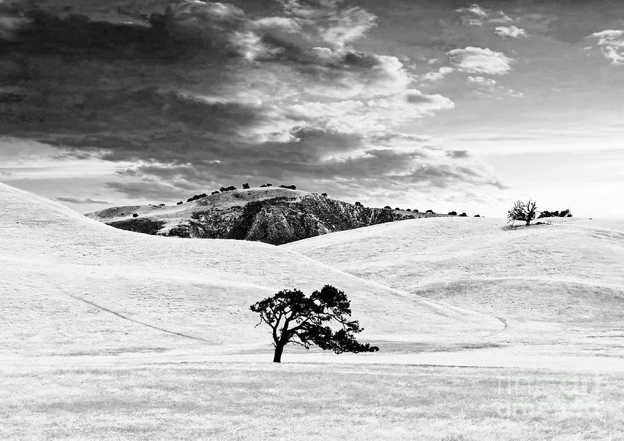 Lonely Tree - Carrizo Plains National Monument, California USA Photograph by Aurelia Schanzenbacher