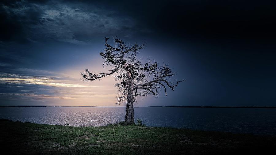 Lonely Tree  Photograph by Debra Forand