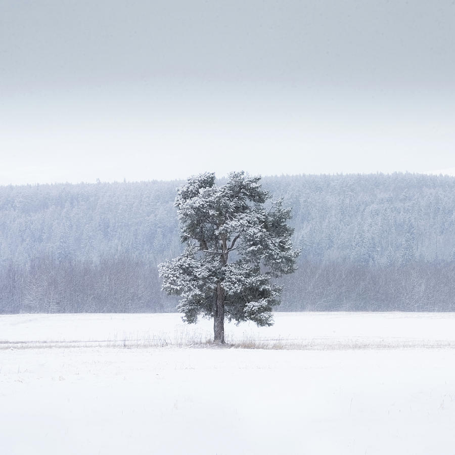 Lonely tree during snow blizzard captured in Slovakia, Europe Photograph by Peter Kolejak